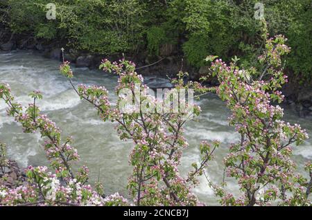 La mela selvaggia fiorisce sullo sfondo del fiume di montagna. Foto Stock