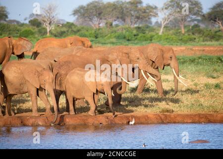 Una famiglia di elefanti rossi in un buco d'acqua nel mezzo della savana Foto Stock