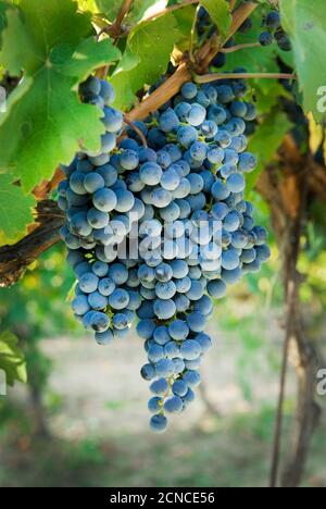 I grappoli di uva sulla vite Foto Stock