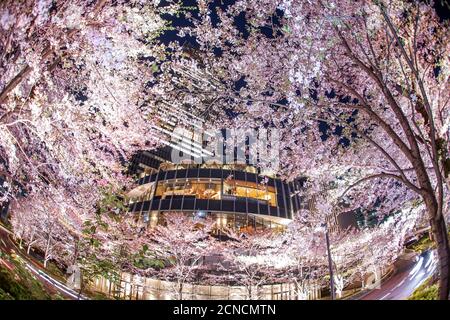 Sakura e Tokyo Midtown Foto Stock