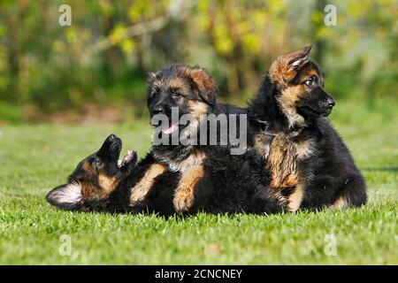 Pastore Tedesco cani e cuccioli giocando sull'erba Foto Stock