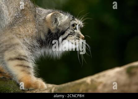 Manul o Pallas's Cat, otocobus manul, Adulti in piedi su Branch Foto Stock