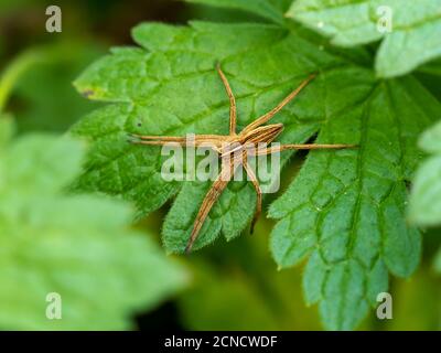 Un ragno nido nido, Pisaura mirabilis, in attesa su una foglia verde Foto Stock