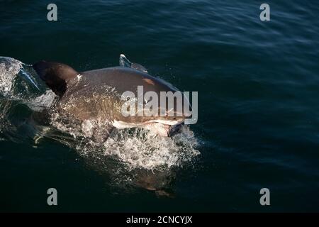 Il grande squalo bianco, Carcharodon carcharias, Adulti violare, la cattura del tonno, False Bay in Sud Africa Foto Stock