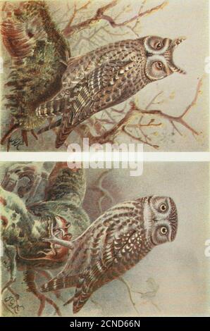 . Gli uccelli delle Isole Britanniche e le loro uova. Su qualche cancello (piatto 126), ramo o siepe, dove soffre l'attenzione non gradita da altri uccelli. Il suo volo è irregolare, incerto in direzione ; la sua posa quando arroccato erect.The studente classico e arseologo è familiare con il thisbird di Pallas, perché la sua figura appare su molte monete greche. Il nido è in una cavità, ma senza nidificazione materiale; alberi di fora, pareti, rocce e cave sono occupati, e qualche volta le uova sono posate sul terreno con quasi nessun riparo. Quattro o cinque uova bianche (piastra 131) vengono deposte in aprile o in maggio, incubate Foto Stock