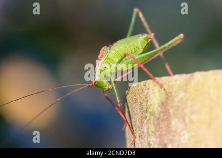 Chiazzato Bush-cricket - Leptophyes punctatissima. Maschio Foto Stock