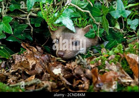 Marten pietra o Faggio Marten, martes faina, Adulti Camoufled sotto Ivy, Normandia Foto Stock