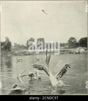 . L'uccello, la sua forma e funzione . Fig. 167.-becco di Pelican.Birds relativi l'uno all'altro e alle figg. 164 e 16.5, ma con abitudini alimentari difTerent. 230 l'uccello ciascuno un metodo individuale - una nicchia in cui si adatta perfettamente nel grande schema di Terre affamate creat-ures. La preda degli uccelli di serpente è nell'acqua di densa. Fig. 168.-Brown Pelican pescando pesce, mostrando una distensione a sacco di bassa mandibola. (Sanborn, fotografo. Courtesy of N. Y. Zoological Society.) paludi e bayou; cormorani e pellicani amicablyshare acque interne e maree; mentre la zia della gannet è l'alto Foto Stock