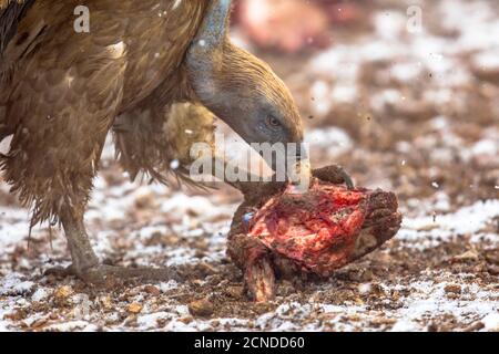 Griffon Vulture (Gyps fulvus) che si nutrono di un'uccisione in condizioni invernali nevose nei Pirenei spagnoli, Catalogna, Spagna, aprile. Questo è un grande vecchio mondo vul Foto Stock