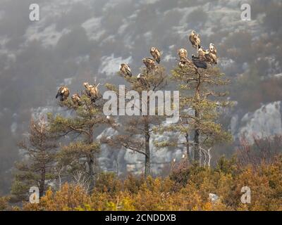 Gli avvoltoi di Griffon (Gyps fulvus) con il gruppo di avvoltoi cinerei (Egypio monachus) che riposa in alberi in condizioni nebbie nei Pirenei spagnoli, Catalogna, Foto Stock