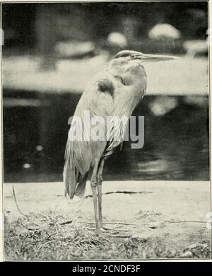 . L'uccello, la sua forma e funzione . 156 gli aironi degli uccelli sono i pescatori ancora del mondo degli uccelli, e si trovano in posizione di riposo, silenziosa e immobile, come le canne che le hanno arenate, con le loro querce lance in riposo e i loro colli. Fig 120 – Grande Erone Blu, ancora cacciatore. (Sanborn, fotografo. CourtesyN. Y. Zoological Society.) ad un pelo-grilletto poise. Così w^e vedere che pochi tipi di pesce, dalla piccola lampreda alla trota di ruscello gelata, sfuggire gli occhi taglienti degli uccelli, e anche quando decaduto il cibo degli uccelli ^57 masse di pesce sono gettate a terra, scaraventrisi piombati sempre allerta. Rane sempre s Foto Stock