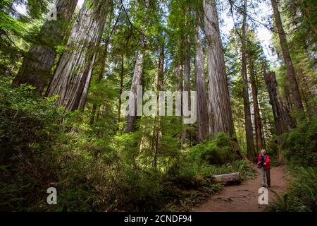 Escursionista tra giganteschi alberi di sequoia sul Trillium Trail, Redwood National and state Parks, California, Stati Uniti d'America Foto Stock