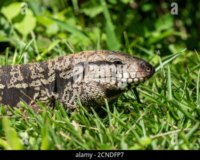 Un tegu nero e bianco argentino adulto (Salvator merianae), Cascate di Iguacu, Provincia di Misiones, Argentina Foto Stock