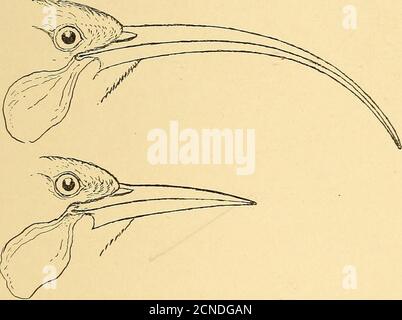 . Bird-life; una guida allo studio dei nostri uccelli comuni . Fig. 21.-Bill of Spoonbill Sand-piper. (Dimensione jStatm-al.). Fig. 22.-disegno curvo di femmina, disegno diritto di maschio Hua-Bird. (i/2 dimensioni naturali.) tra la forma del disegno di legge e le abitudini di alimentazione è pelo-nished dal Hua-uccello della Nuova Zelanda. Il maschio di questa specie ha un relativamente corto, disegno di legge diritto, mentre e7 34 FORMA E ABITUDINE: IL DISEGNO DI LEGGE. Quello della femmina è lungo e curvo. Le larve di feedon degli uccelli, che trovano in legno morto. I malehammer e scalpelli via il legno molto come legno-pecker, mentre la femmina usa la sua fattura come un pr Foto Stock