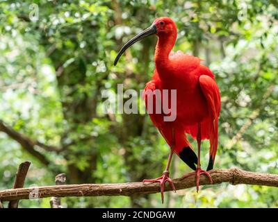 Captive Scarlet ibis (Eudocimus ruber), Parque das Aves, Foz do Iguacu, Parana state, Brasile Foto Stock
