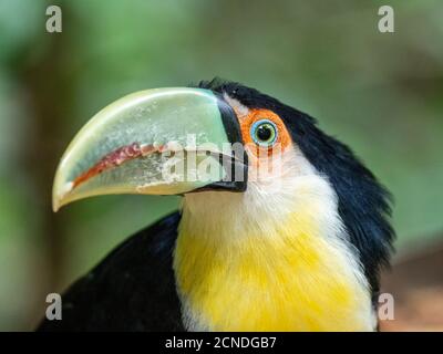 Toucan (Ramphastos dicolorus), Parque das Aves, Foz do Iguacu, Parana state, Brasile Foto Stock