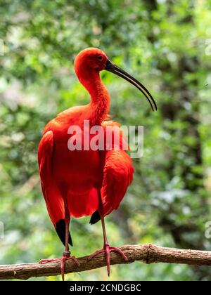 Captive Scarlet ibis (Eudocimus ruber), Parque das Aves, Foz do Iguacu, Parana state, Brasile Foto Stock