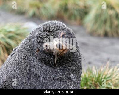 Foca toro antartica per adulti (Arctocephalus gazella) dettaglio della testa nella piana di Salisbury, Georgia del Sud, regioni polari Foto Stock