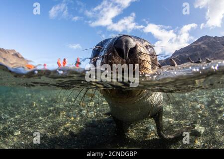 Curioso foca giovanile antartica (Arctocephalus gazella) in acqua a Stromness Harbour, Georgia del Sud, regioni polari Foto Stock