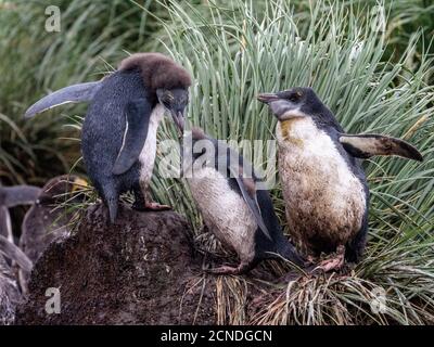 Macaroni macaroni pulcini pinguini (Eudyptes crisolophus), Cooper Bay, Georgia del Sud, regioni polari Foto Stock