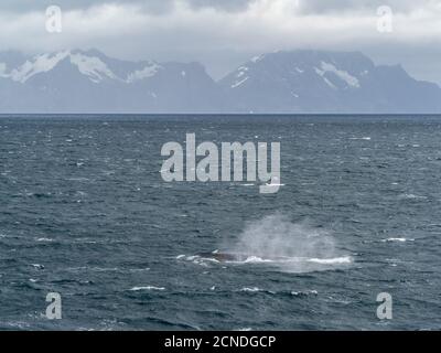 Adulti balena blu (Balaenoptera musculus) che si nutrono nella baia di destra delle balene, Georgia del Sud, regioni polari Foto Stock