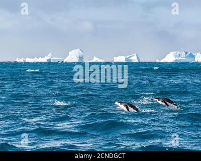 Pinguini adulti a maniche (Pigoscelis antarcticus) che si ritraggono attraverso il mare a Cooper Bay, Georgia del Sud, regioni polari Foto Stock