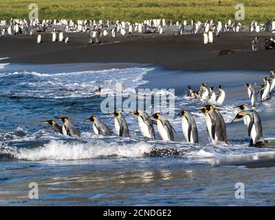 Re pinguino (Apptenodytes patagonicus) adulti che ritornano in mare per nutrirsi nel Porto dell'Oro, Georgia del Sud, regioni polari Foto Stock
