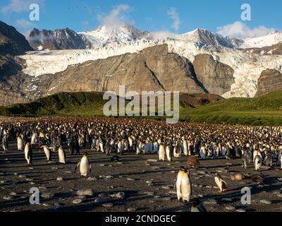 I pinguini del re (Atenodytes patagonicus) alla colonia di riproduzione nel Porto dell'oro, Georgia del sud, regioni polari Foto Stock