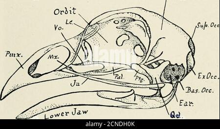 . L'uccello, la sua forma e funzione . vita veaerea; orbita molto grande e cervello-caso capacitivo, mostrando grande avanceoltre la condizione rettiliana. Un cranio che non ottiene mai oltre questa condizione. E' il caso che il sipario dell'eternità fosse stato, per un momento, un'idea per noi e un'idea data nel passato un pascolo remoto e offuscato che le nostre ricerche più intense sembrano rivelare, ma deboli, forme scheletriche di forme strane, whichyet che sappiamo deve essere mescolato e impercettiblyfused, attraverso milioni di anni, nella vita attuale della terra. Guardando il cranio dei polli nel suo insieme, notiamo un muber di uso Foto Stock