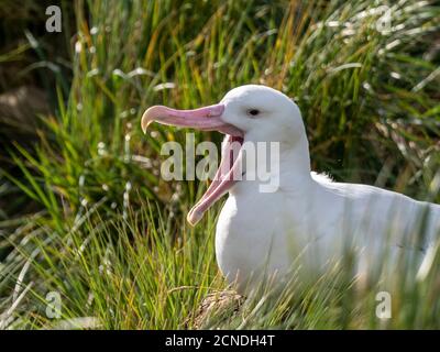Albatross vagabondante (esulani di Diomedea) sul sito di nido a Prione Island, Bay of Isles, Georgia del Sud, regioni polari Foto Stock