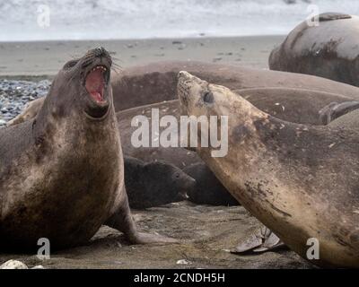 Foca femminile di elefante meridionale con giovane maschio (Mirounga leoninar), sulla spiaggia di Salisbury Plain, Georgia del Sud, regioni polari Foto Stock