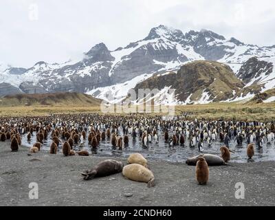 Elefante foca meridionale (Mirounga leoninar) weaners a allevamento spiaggia in Gold Harbor, Georgia del Sud, regioni polari Foto Stock