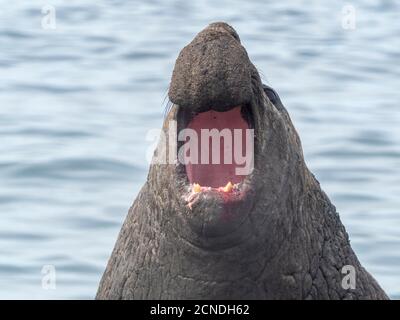 il southern Elephant Seal bull (Leoninar Mirounga), lanciando una sfida sulla spiaggia di Gold Harbor, Georgia del Sud, regioni polari Foto Stock