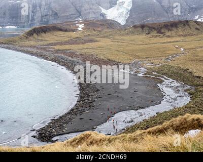 Foche elefanti meridionali (Mirounga leoninar), presso la spiaggia di allevamento nel Porto d'Oro, Georgia del Sud, regioni polari Foto Stock