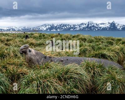 toro di foca dell'elefante del sud (Leoninar di Mirounga), nell'erba di tussah alla piana di Salisbury, Georgia del sud, regioni polari Foto Stock