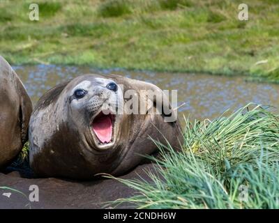 Foca elefante meridionale (Mirounga leoninar), molatura sulla spiaggia di Stromness Harbour, Georgia del Sud, regioni polari Foto Stock