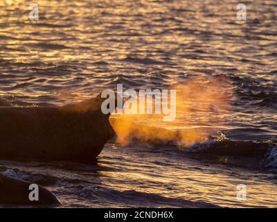 southern Elephant Seal bull (Mirounga leoninar), sulla spiaggia all'alba a Gold Harbour, Georgia del Sud, regioni polari Foto Stock