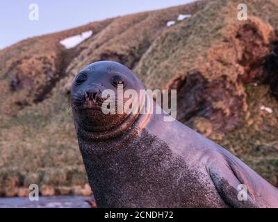 Foca elefante meridionale (Leoninar Mirounga), sulla spiaggia all'alba nel Porto dell'Oro, Georgia del Sud, regioni polari Foto Stock