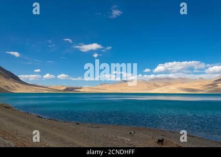 Acqua blu di Tso Moriri o Lago di montagna, Ladakh, India. Il più grande dei laghi ad alta quota interamente all'interno dell'India. L'acqua è salmastra Foto Stock