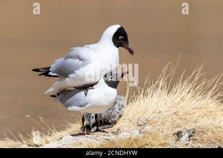 Un paio di gabbiani andini (Chromicocephalus serranus), che si accoppiano in una laguna, zona vulcanica centrale andina, Cile Foto Stock