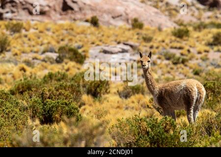 Vicuna adulta (Vicugna vicugna), nella zona vulcanica centrale andina, regione Antofagasta, Cile Foto Stock