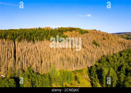 Distretto di Sauerland, dieback della foresta, alberi morti di abete rosso, causato dal barbabietola della corteccia, alte temperature, carenza di acqua, cambiamento climatico, NRW, Germania Foto Stock