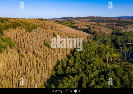 Distretto di Sauerland, dieback della foresta, alberi morti di abete rosso, causato dal barbabietola della corteccia, alte temperature, carenza di acqua, cambiamento climatico, NRW, Germania Foto Stock