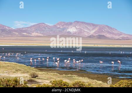 I fenicotteri di James (Fenicoparrus jamesi), Salar de Tara y Aguas Calientes i, Los Flamencos National Reserve, Cile Foto Stock