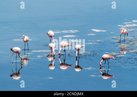 I fenicotteri di James (Fenicoparrus jamesi), Laguna Tara, Los Flamencos National Reserve, Antofagasta Regione, Cile Foto Stock