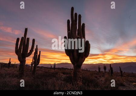 Tramonto sul cactus argentino saguaro (echinopsis terscheckii), Parco Nazionale Los Cardones, Provincia di Salta, Argentina Foto Stock