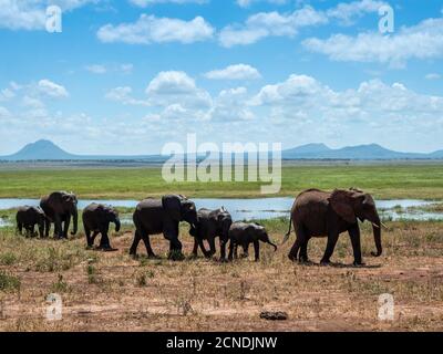 Una mandria di elefanti bush africani (Loxodonta africana), Parco Nazionale di Tarangire, Tanzania, Africa orientale, Africa Foto Stock
