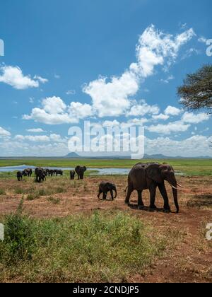 Una mandria di elefanti bush africani (Loxodonta africana), Parco Nazionale di Tarangire, Tanzania, Africa orientale, Africa Foto Stock