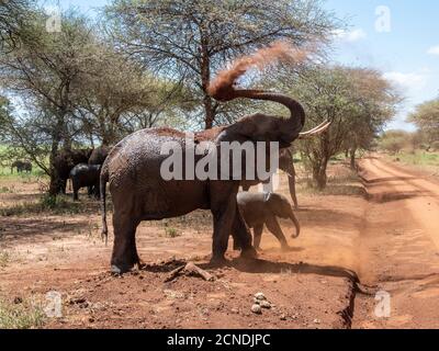 Elefanti bush africani (Loxodonta africana), facendo un bagno di polvere, Tarangire National Park, Tanzania, Africa orientale, Africa Foto Stock