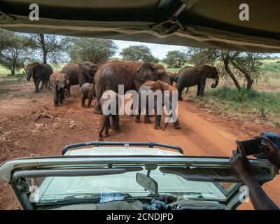 Elefanti bush africani (Loxodonta africana), facendo un bagno di polvere nel Parco Nazionale di Tarangire, Tanzania, Africa orientale, Africa Foto Stock